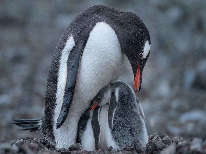 二胎试管怎样，试管隔hcg翻太快